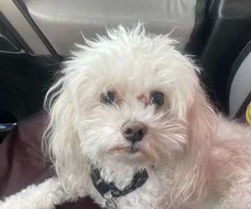 Highlands Animal Care