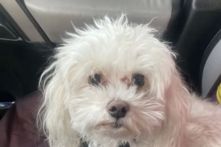 Highlands Animal Care