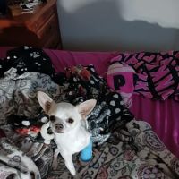 Stephanie Animal Hospital ico