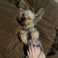 Cactus Creek Animal Hospital ico