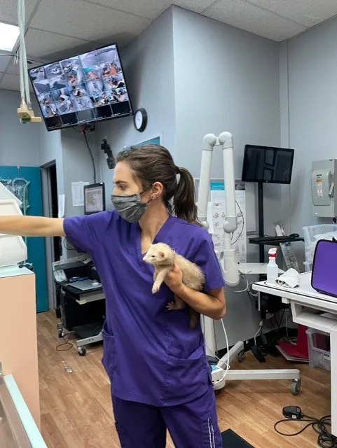 Animal Focus Vet - Marks 12