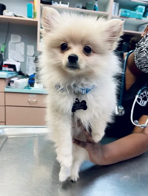 Animal Focus Vet - Marks 12