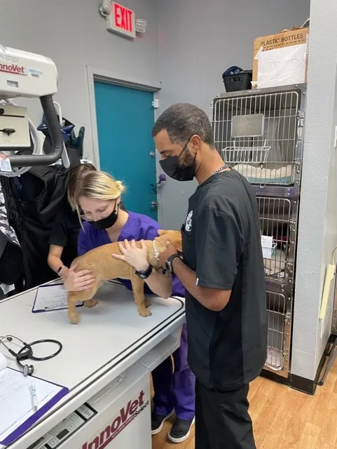 Animal Focus Vet - Marks 12