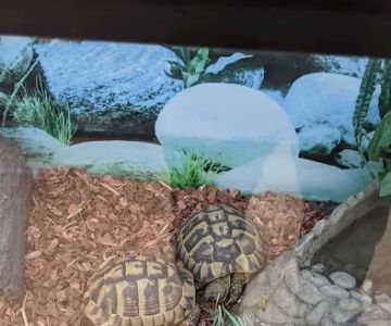 Petco