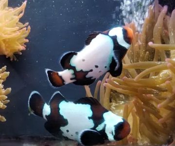 The Clownfish Shop (please call for appointment)
