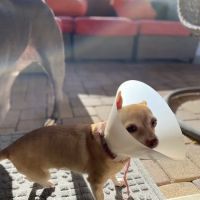 Camino Al Norte Animal Hospital ico