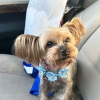 Ann Road Animal Hospital ico