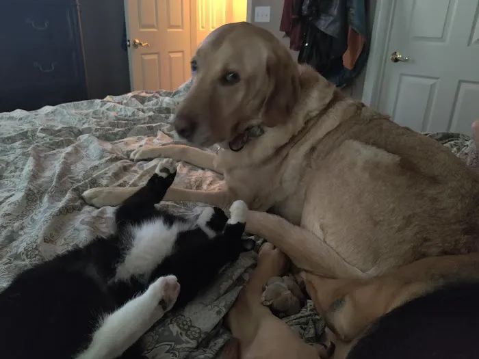 Vetco Total Care Animal Hospital 5