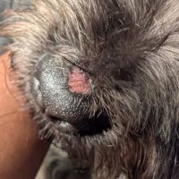 Island Pet Hospital ico