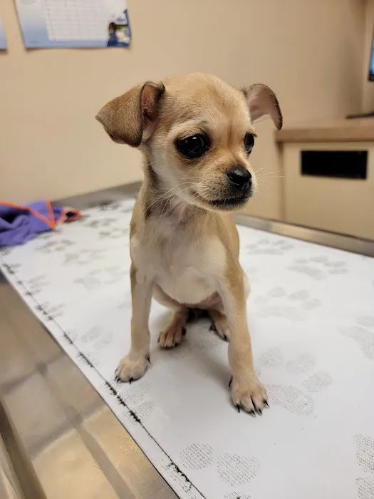 Island Pet Hospital 6