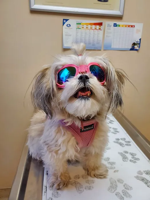 Island Pet Hospital 2