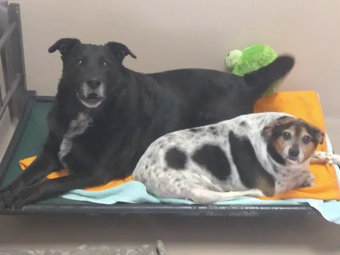 Island Pet Hospital 7
