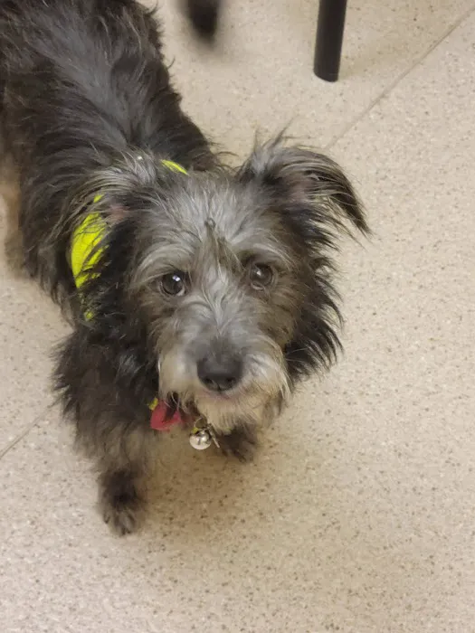 Island Pet Hospital 8