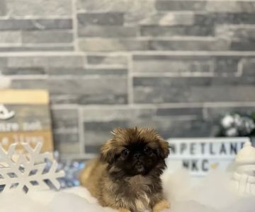Petland North Kansas City
