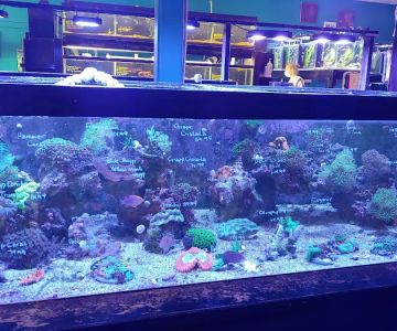 Live Art Aquatics