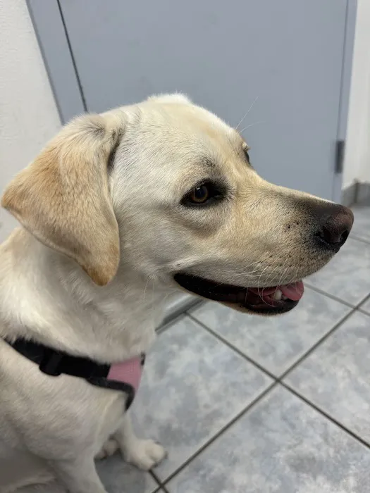 Creature Comforts Animal Hospital 4