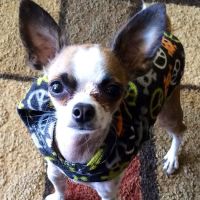 Creature Comforts Animal Hospital ico