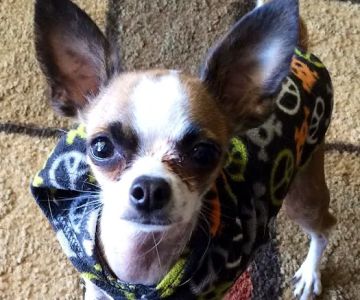 Creature Comforts Animal Hospital