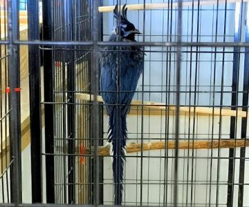 Johnu2019s Exotic Pet Store