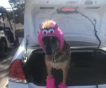 Nellis AFB Veterinary Treatment Facility