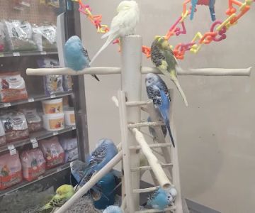 Petco