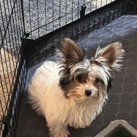 Happy Paws Pet Hospital ico
