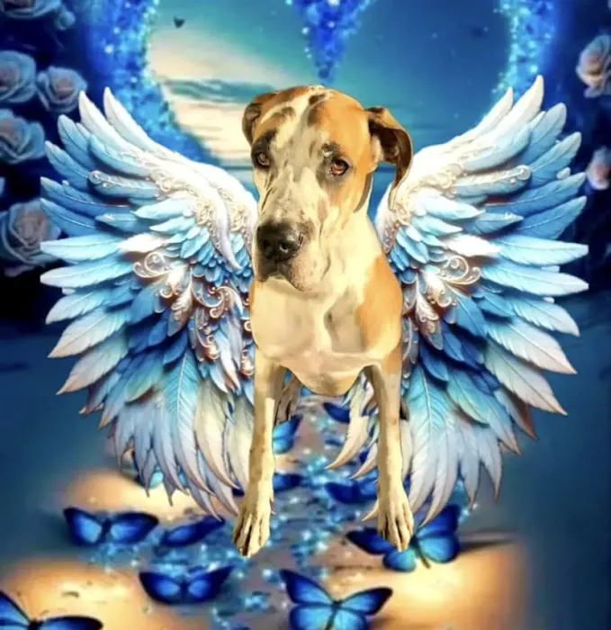 Happy Paws Pet Hospital 12