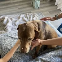Holiystic Vet ico