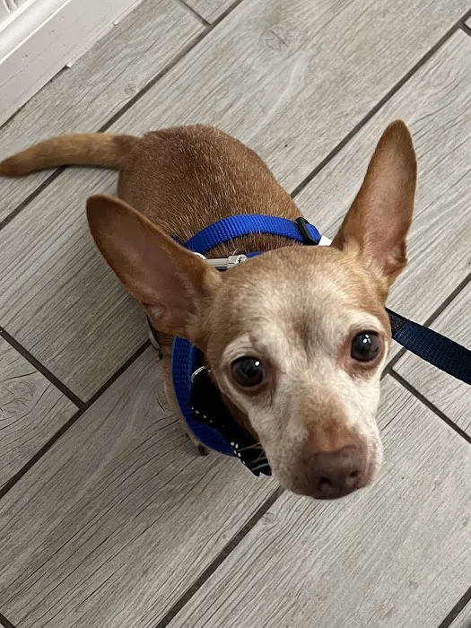 Northside Animal Hospital 12