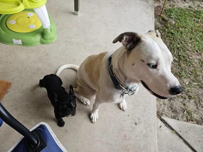 Northside Animal Hospital 12