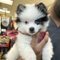 Vetco Vaccination Clinic ico