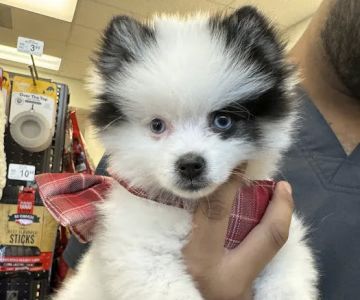 Vetco Vaccination Clinic