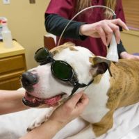 Tranquil Paws Veterinary ico