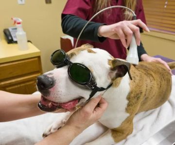 Tranquil Paws Veterinary