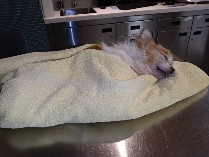 ASPCA Animal Hospital 5