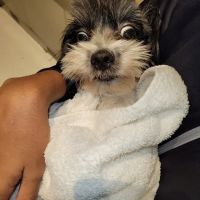 ASPCA Animal Hospital ico