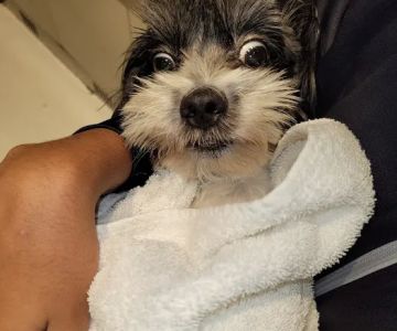 ASPCA Animal Hospital