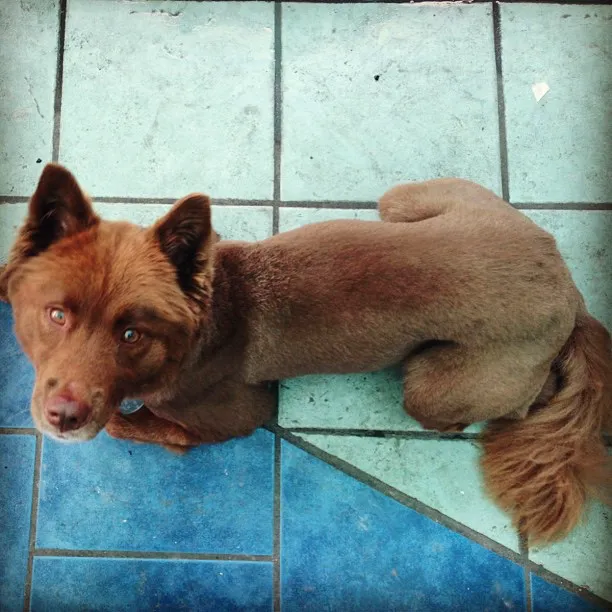 At Home Veterinary Services 5