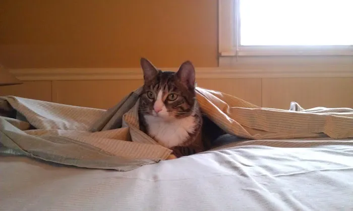 At Home Veterinary Services 8