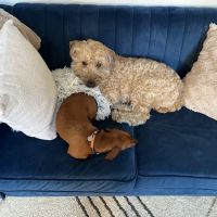 Upper East Veterinary Center ico