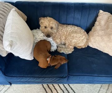 Upper East Veterinary Center