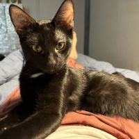 Bruce Lowenstein DVM- Veterinary House Calls ico
