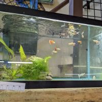 Fish Shack & Critters ico