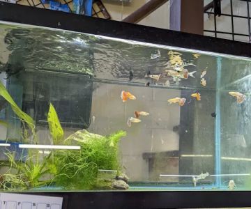 Fish Shack & Critters