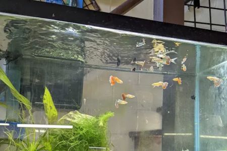 Fish Shack & Critters
