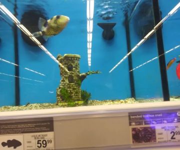 Petco