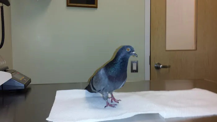 Center For Avian & Exotic Medicine 4
