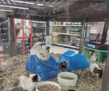 Petco