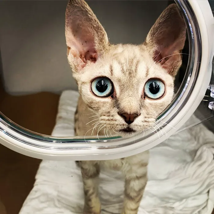 Brilliant Veterinary Care 9