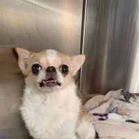 Brilliant Veterinary Care ico